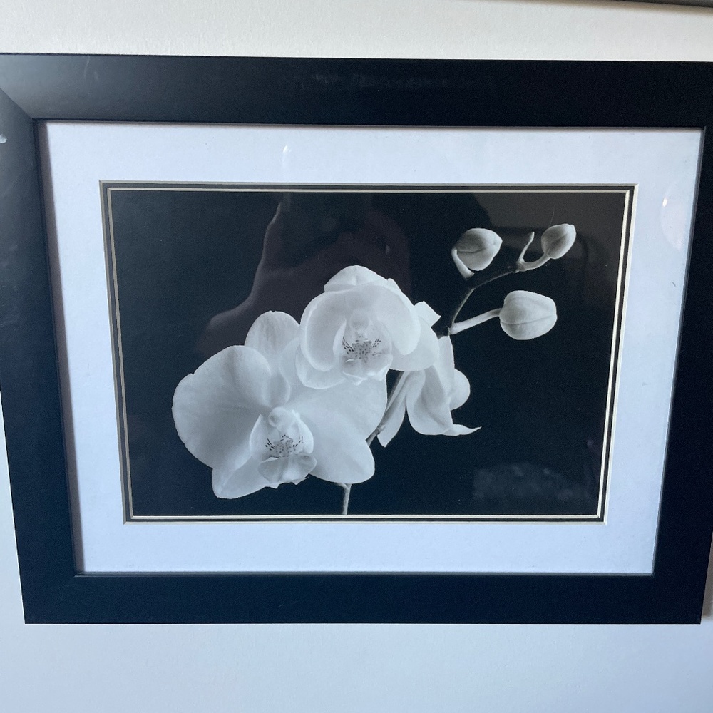 Black and white orchid picture.